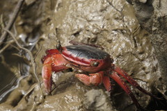Metopograpsus