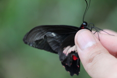 Parides eurimedes