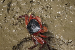 Metopograpsus