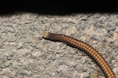 Cambalopsidae