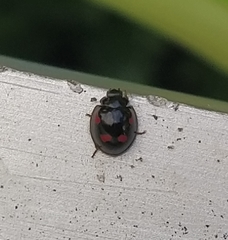 Exochomus quadripustulatus