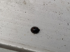 Exochomus quadripustulatus