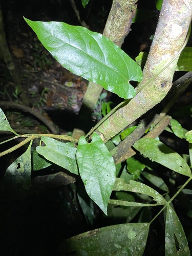 Aristolochia deltantha (Aristolochia deltantha)