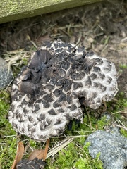 Strobilomyces