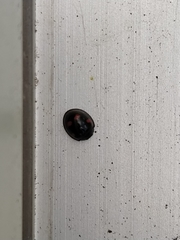 Exochomus quadripustulatus