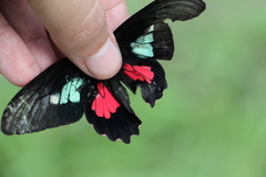 Parides eurimedes