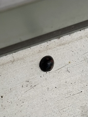 Exochomus quadripustulatus