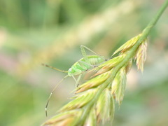 Adelphocoris quadripunctatus