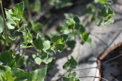 Acleisanthes