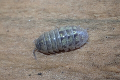 Armadillidium vulgare
