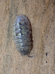 Armadillidium vulgare