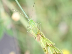 Adelphocoris quadripunctatus