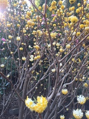 Edgeworthia chrysantha