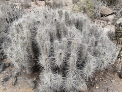 Eulychnia breviflora
