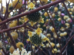Edgeworthia chrysantha