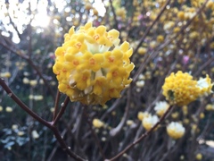 Edgeworthia chrysantha