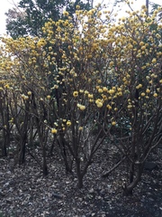 Edgeworthia chrysantha