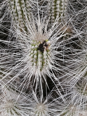 Eulychnia breviflora