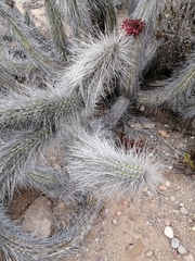 Eulychnia breviflora