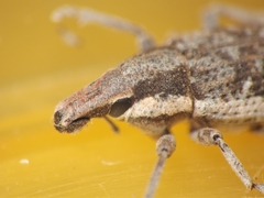 Cosmogaster lateralis