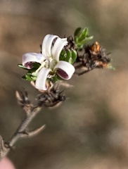 Wahlenbergia rubens