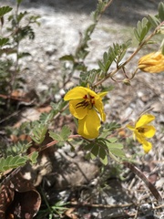 Chamaecrista lineata keyensis