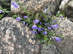 Scutellaria galericulata