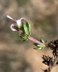 Wahlenbergia rubens