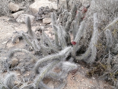 Eulychnia breviflora