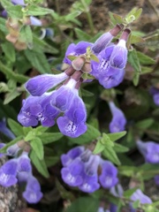 Scutellaria galericulata