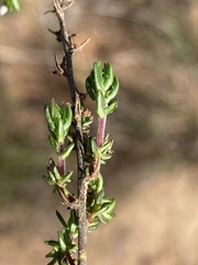 Wahlenbergia rubens