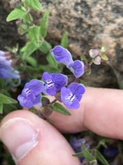 Scutellaria galericulata