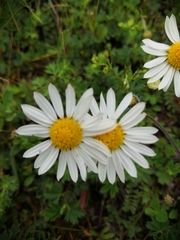 Asteraceae