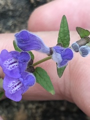 Scutellaria galericulata