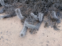 Trichocereus nigripilis