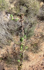 Wahlenbergia rubens