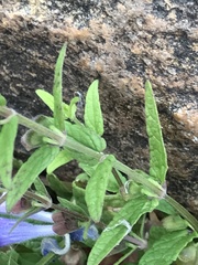 Scutellaria galericulata