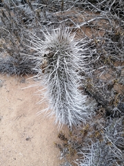Trichocereus nigripilis