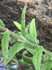Scutellaria galericulata