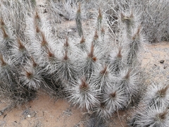 Eulychnia breviflora