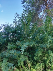 Caragana arborescens