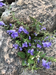 Scutellaria galericulata