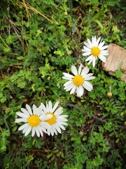 Asteraceae