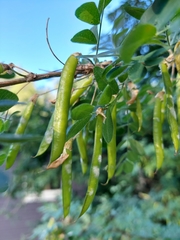 Caragana arborescens
