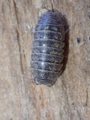 Armadillidium vulgare