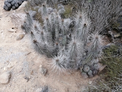 Eulychnia breviflora