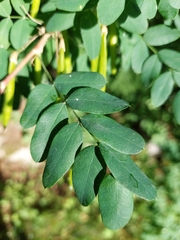 Caragana arborescens
