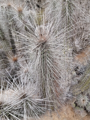 Eulychnia breviflora