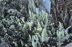 Cladonia transcendens