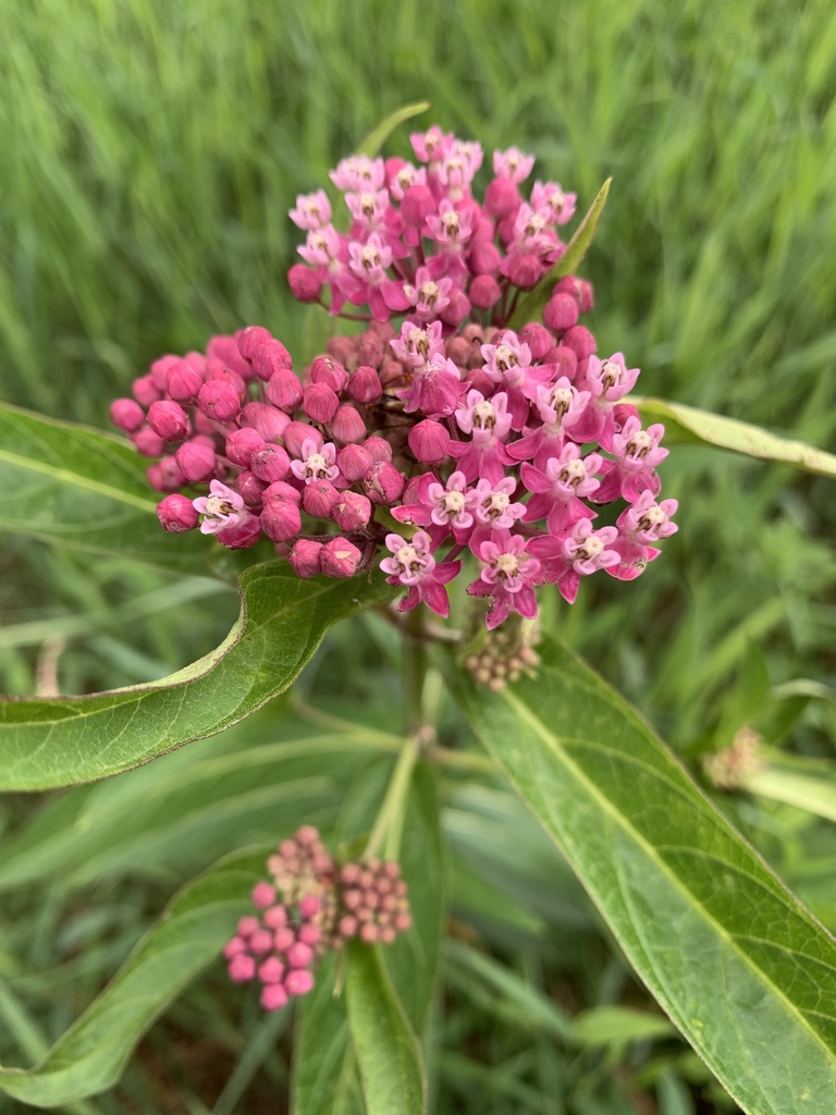 swamp milkweed from Atwood Forest Preserve, Machesney Park, IL, US on July 08, 2021 at 0552 PM